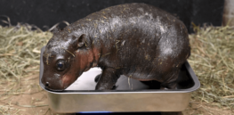 Here are some animal stars who brought us wonder and joy in 2024